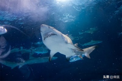 ​探秘深海的历史见证者：活了500年的格陵兰睡鲨