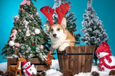 ​圣诞节的由来：一场荡涤心灵的盛宴