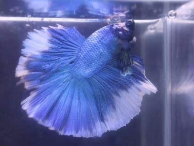 ​首批国内“斗鱼”入市！快来看精彩的“半月”斗鱼！赛过斗鸡、斗蟋蟀？