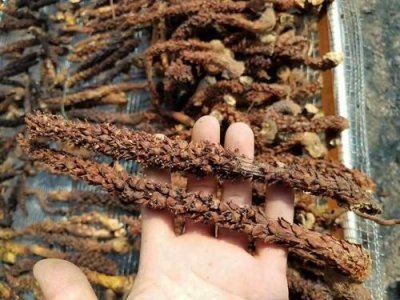 ​被誉为“沙漠人参”，曾是皇家贡品，如今200元一斤，假货泛滥