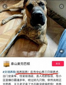​炫狗狂魔！男子自曝市区内养三条烈犬：整个济南没人动得了我的狗