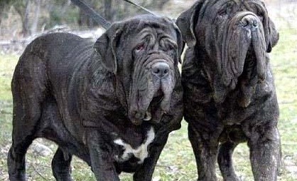 南美最烈犬——巴西非勒完胜杜高不在话下