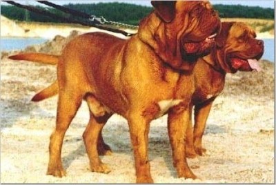 南美最烈犬——巴西非勒完胜杜高不在话下