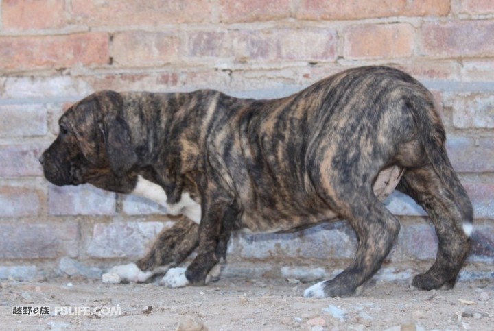 南美最烈犬——巴西非勒完胜杜高不在话下