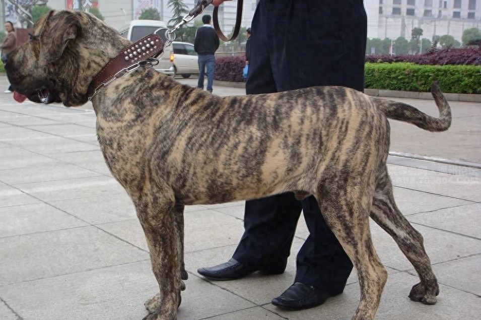 南美最烈犬——巴西非勒完胜杜高不在话下