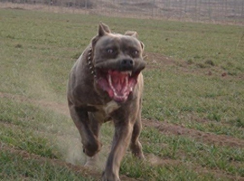 南美最烈犬——巴西非勒完胜杜高不在话下