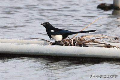 ​喜鹊与鹊鸲的区别