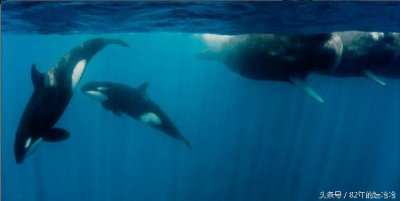 ​虎鲸和抹香鲸打群架，你猜最后谁赢了？