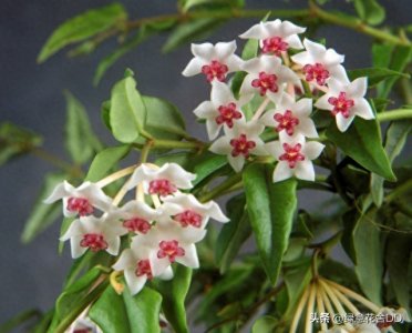 ​养了10年的球兰，真的皮实好养