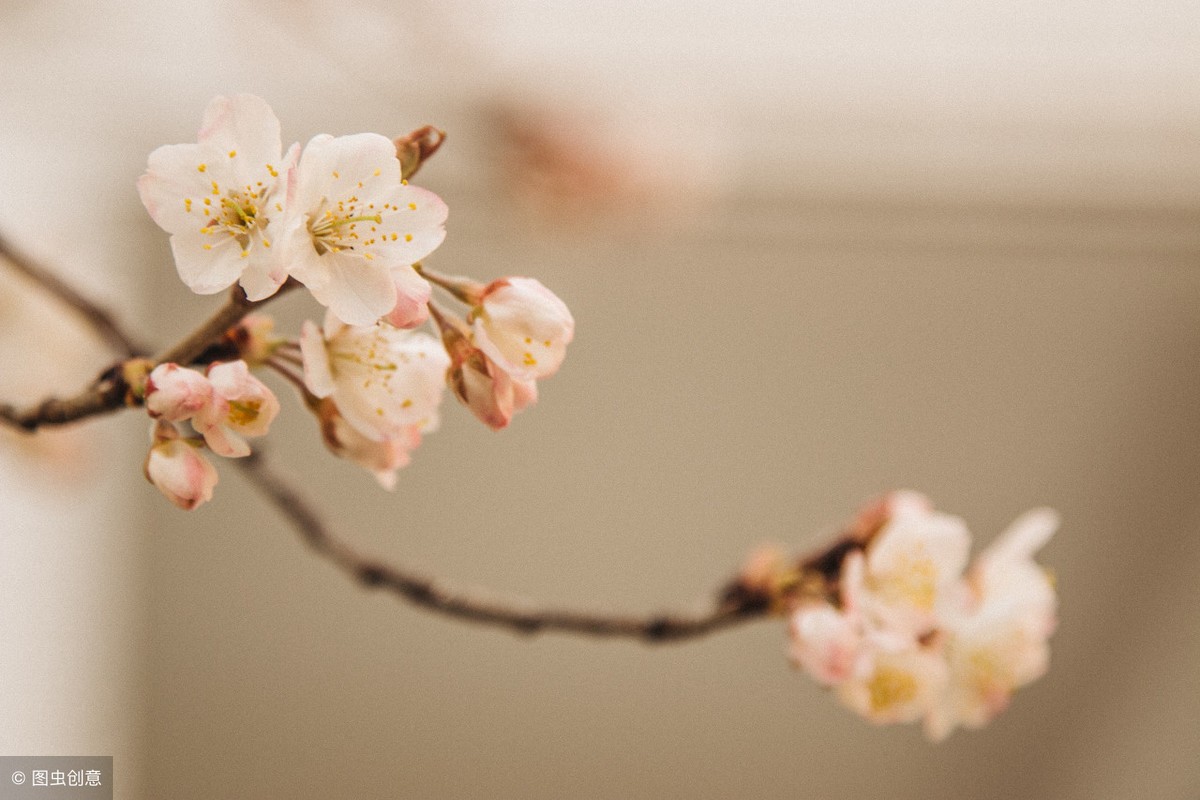 又是一年终了时，来玩带有花的诗句飞花令可好？