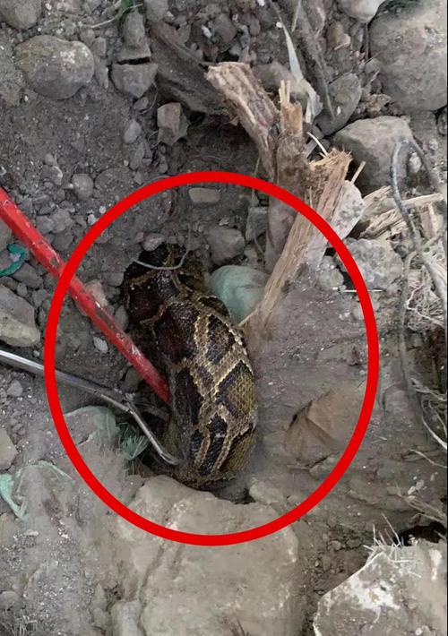 公园河里惊现蟒蛇（东北一鱼塘潜伏巨蟒）