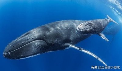 ​巴基鲸，没错这只长的像“大老鼠”的家伙就是鲸的祖先