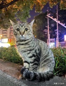 ​狸花猫：被遗忘的田野精灵，为何频遭弃养？