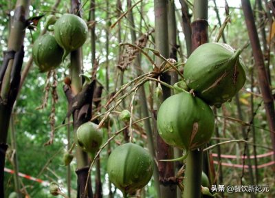 ​长在竹子上的“水果”，50年结果1次，想要吃到全凭缘分
