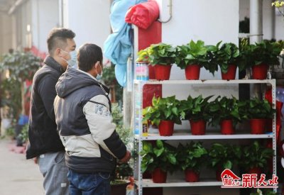 ​花鸟鱼虫市场70%的商铺恢复营业