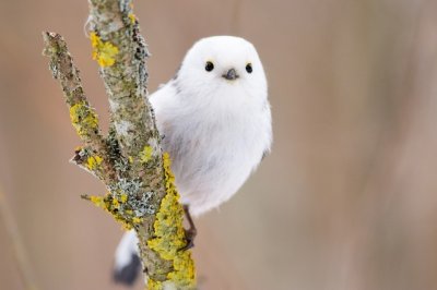 ​中国鸟类界的颜值扛把子，北长尾山雀，人送外号“小肥啾”