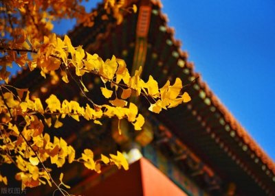 ​褚英嫡长子杜度，只被封为多罗贝勒，他的儿子又为何被黜出宗室？