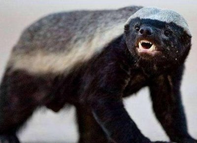 ​非洲二哥平头哥语录：生死看淡，不服就干！