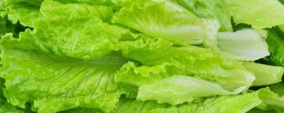 ​生菜不能和什么东西一起吃