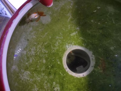 ​如何抢救翻肚皮的鱼（鱼翻了肚皮有什么办法救回来） 昨天录制了一个小视频，是