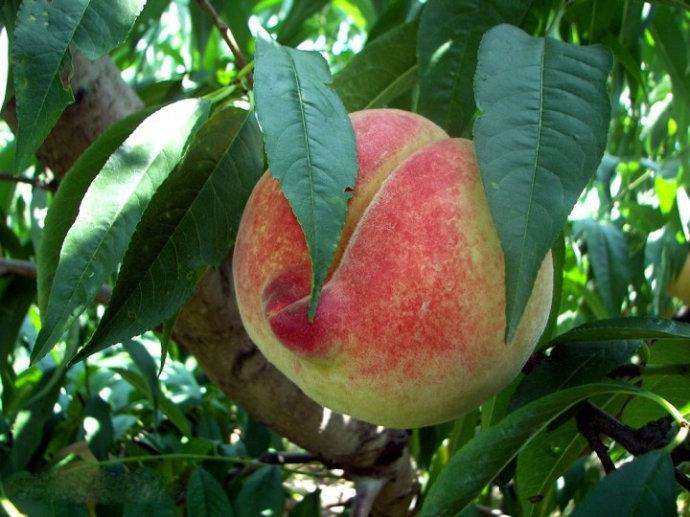 深州市属于哪个市(河北深州市属于哪个市)