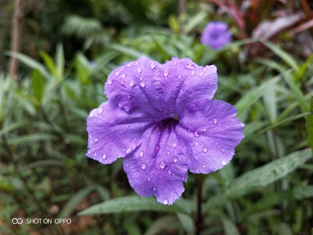 oppok1体验详细测评（全能小王子搅局中端市场）(18)