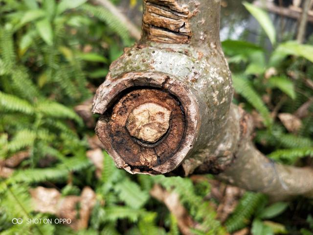 oppok1体验详细测评（全能小王子搅局中端市场）(17)