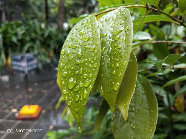 oppok1体验详细测评（全能小王子搅局中端市场）(16)