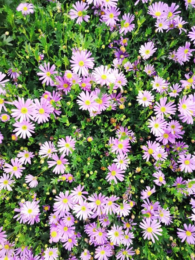 西安大的花卉市场在哪儿（西安最大的花卉市场）(11)