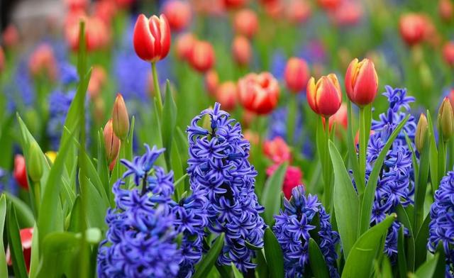 西安大的花卉市场在哪儿（西安最大的花卉市场）(25)