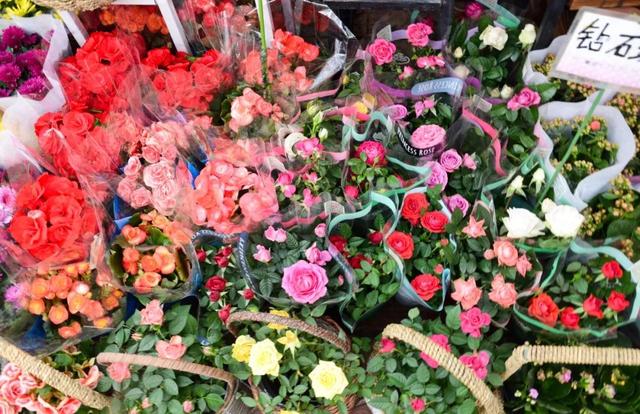 西安大的花卉市场在哪儿（西安最大的花卉市场）(37)