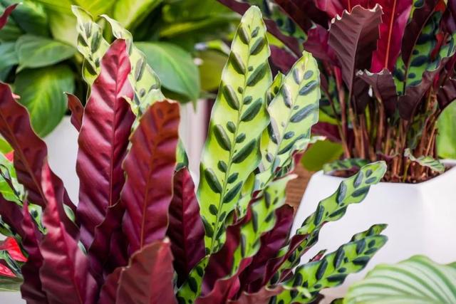 西安大的花卉市场在哪儿（西安最大的花卉市场）(9)