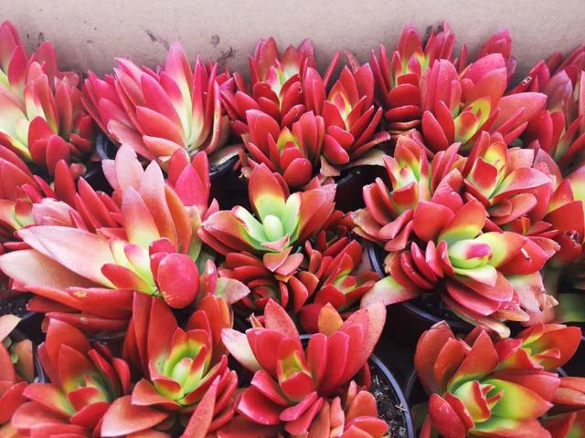 西安大的花卉市场在哪儿（西安最大的花卉市场）(31)