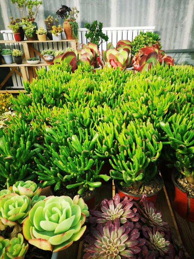 西安大的花卉市场在哪儿（西安最大的花卉市场）(30)