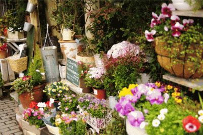 ​西安大的花卉市场在哪儿（西安最大的花卉市场）