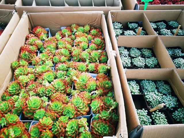 西安大的花卉市场在哪儿（西安最大的花卉市场）(33)