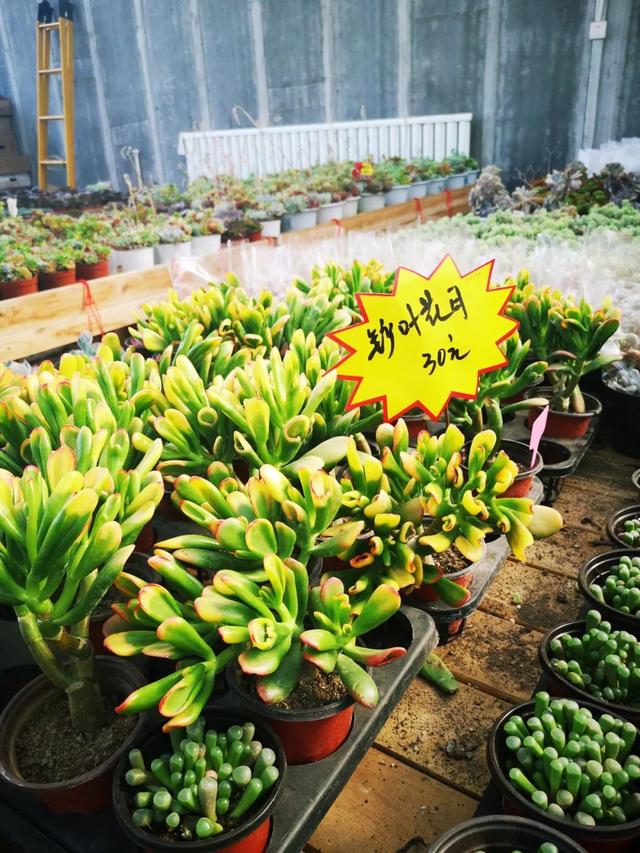 西安大的花卉市场在哪儿（西安最大的花卉市场）(35)