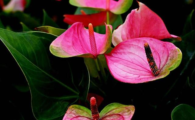 西安大的花卉市场在哪儿（西安最大的花卉市场）(22)