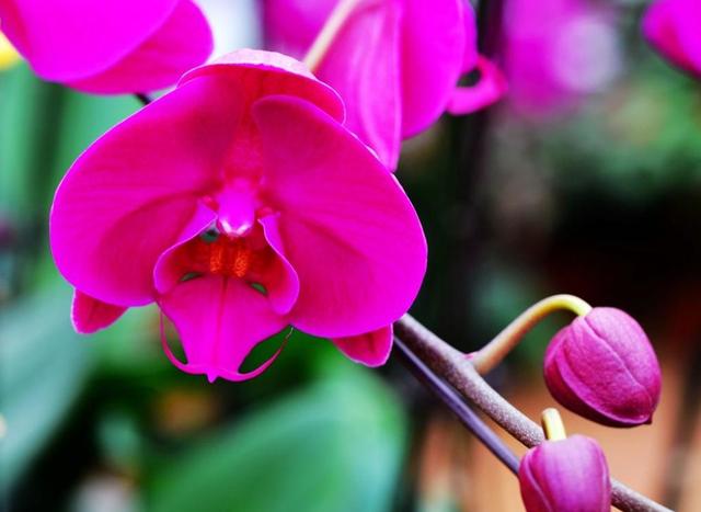 西安大的花卉市场在哪儿（西安最大的花卉市场）(19)