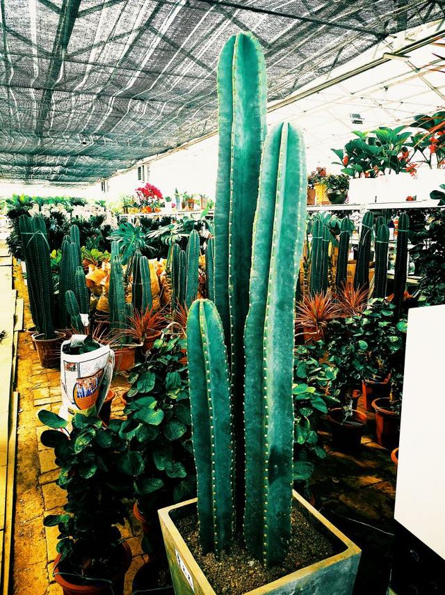 西安大的花卉市场在哪儿（西安最大的花卉市场）(27)