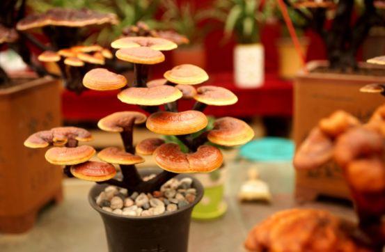 西安大的花卉市场在哪儿（西安最大的花卉市场）(23)