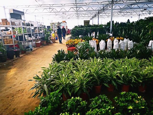 西安大的花卉市场在哪儿（西安最大的花卉市场）(7)