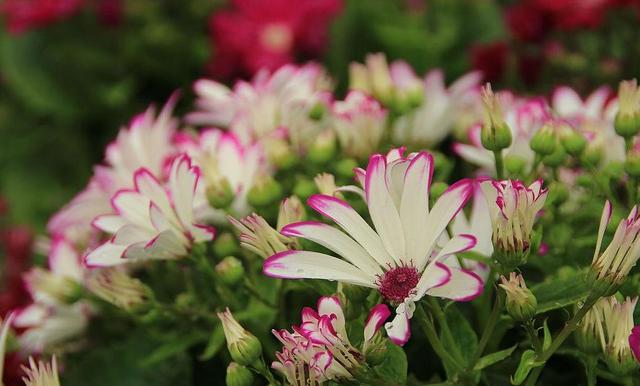 西安大的花卉市场在哪儿（西安最大的花卉市场）(20)