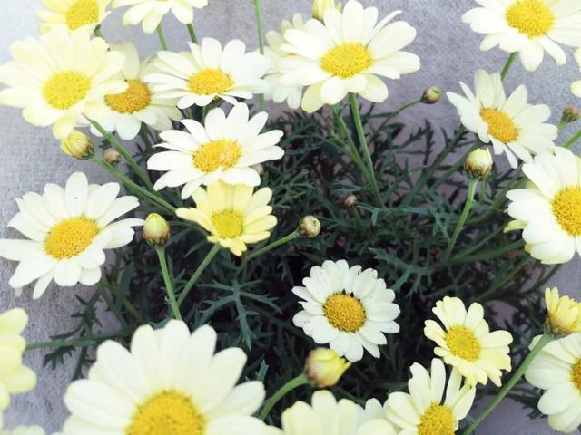 西安大的花卉市场在哪儿（西安最大的花卉市场）(2)