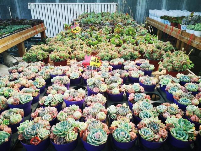 西安大的花卉市场在哪儿（西安最大的花卉市场）(36)