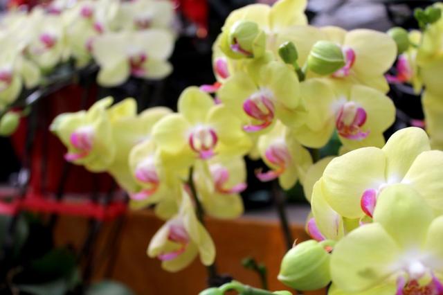 西安大的花卉市场在哪儿（西安最大的花卉市场）(21)