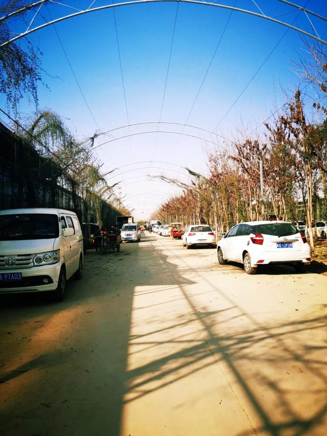 西安大的花卉市场在哪儿（西安最大的花卉市场）(5)