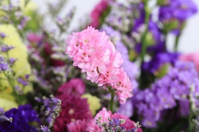 西安大的花卉市场在哪儿（西安最大的花卉市场）(15)