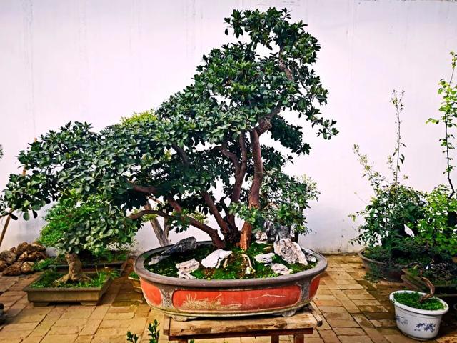 西安大的花卉市场在哪儿（西安最大的花卉市场）(17)