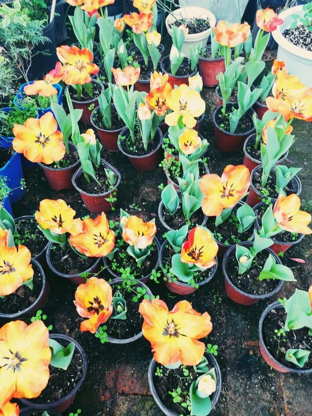 西安大的花卉市场在哪儿（西安最大的花卉市场）(10)